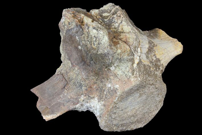 Triassic Fossil Phytosaur Vertebra - Texas #129352